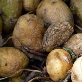 Da li je moguće saditi smrznuti krompir